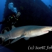 shark_tiger_sand_spar_h_0272_nca0600.jpg